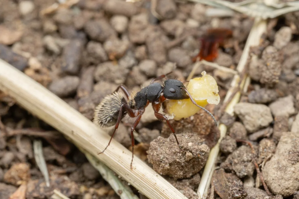 Camponotus erinaceus